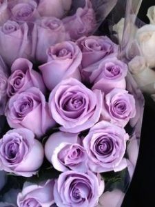 Purple Roses