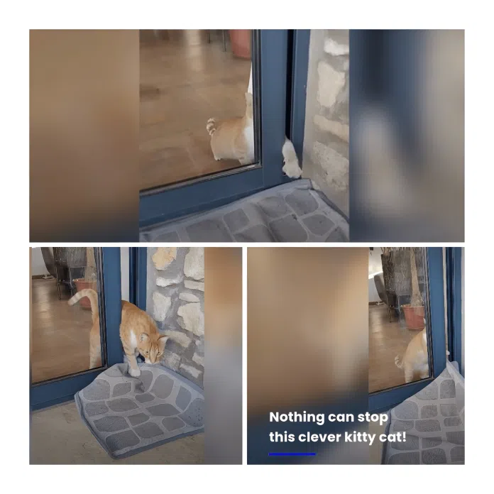 Clever cat escape