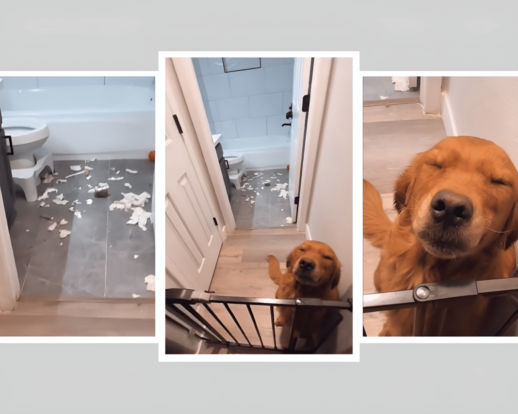 Golden Retriever's Hilarious Guilty Look After Destroying Bathroom ...