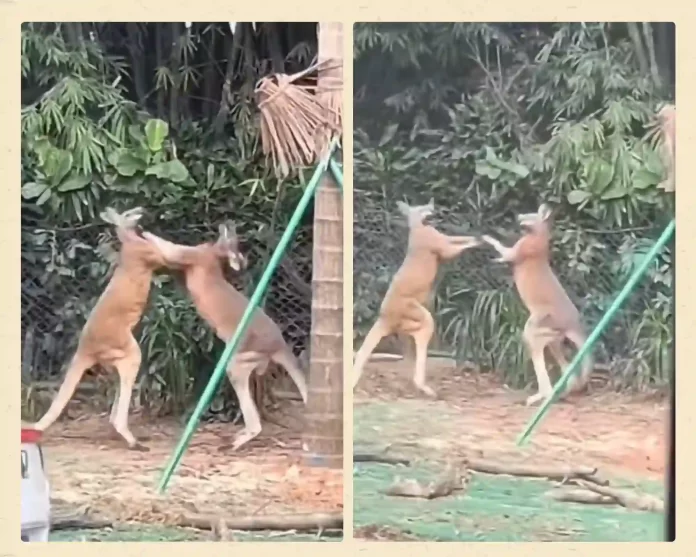 Rumble in the Guangzhou Jungle! Kangaroos Throw Down in Epic Zoo Brawl