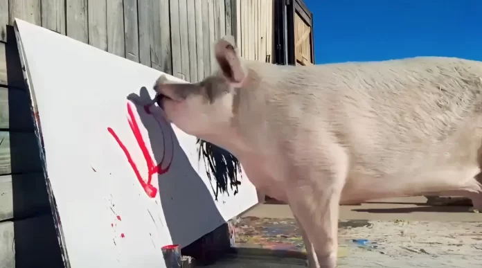 Pigcasso iconic animal artist death news