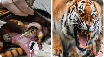  Tiger dental surgery at animal shelter