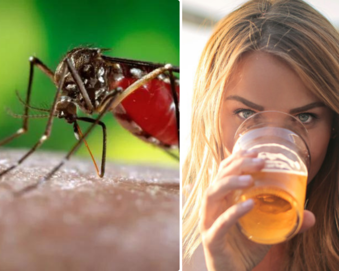 beer makes you more attractive to mosquitoes