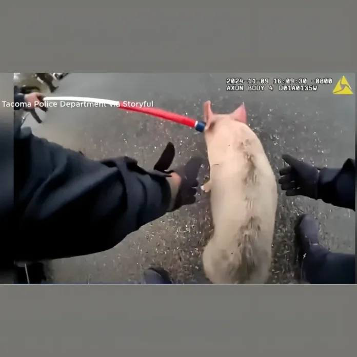 Notorious P.I.G. on the Loose: Police Chase Runaway Pig in Washington