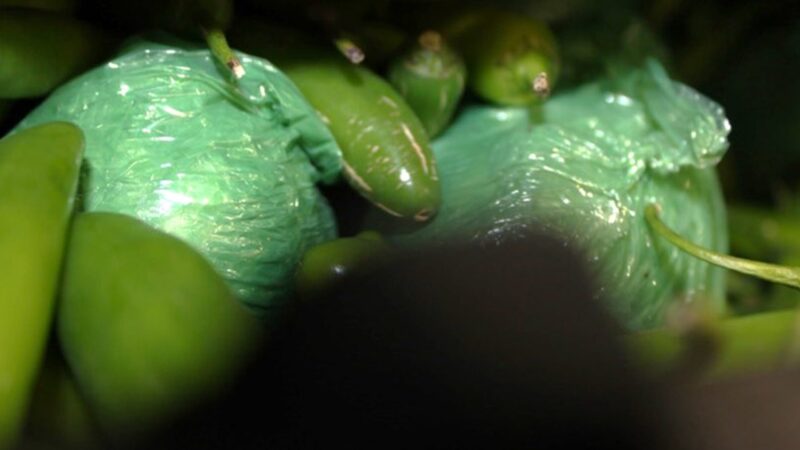 Texas border patrol drug seizure pepper