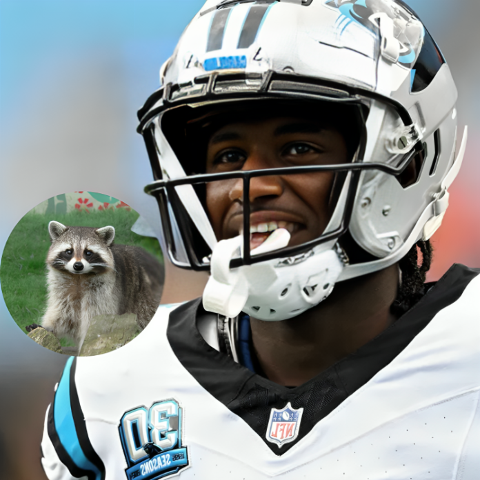 panthers rookie wr xavier legette eating raccoons