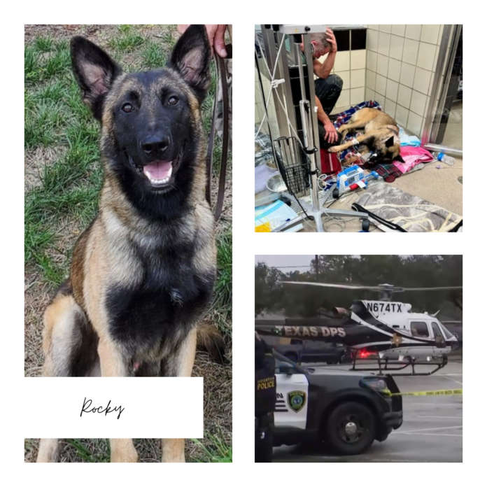 k 9 police dog rocky shot stable condition